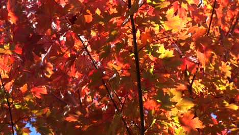 4k_colorful autumn stock footage video capturing light, colors, and motion