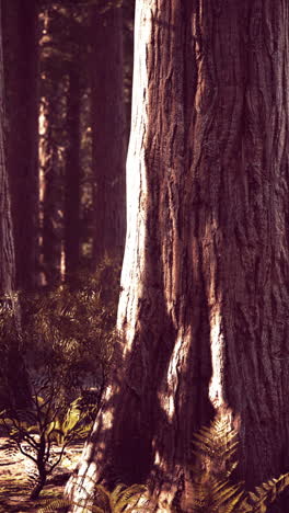 sunlight dappled redwood forest