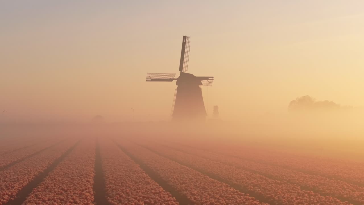 Aerial view of morning fog rolling over tulips and windmill in Holland