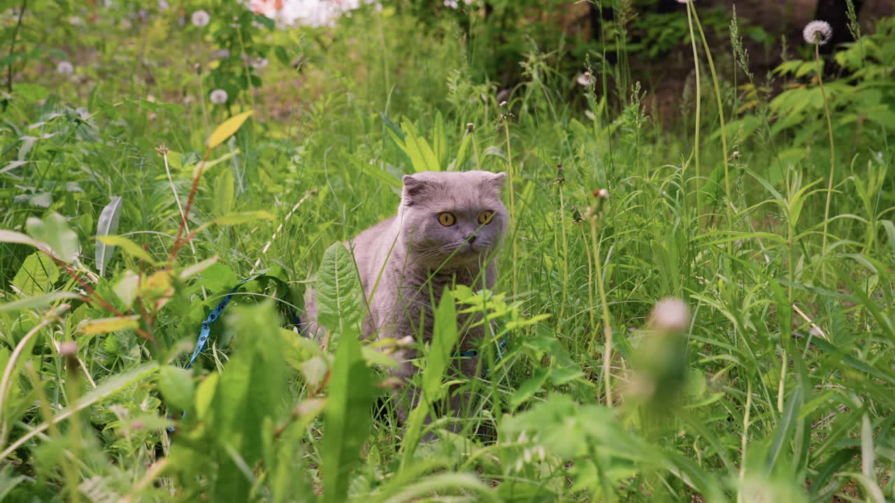 Stealthy Feline Crouched In Summer Grass, Gazellelike Predator Poised Silently Amid Blooming Plants, Quiet Domestic Hunter Observing Surroundings Cautiously While Concealed In Tall Grass