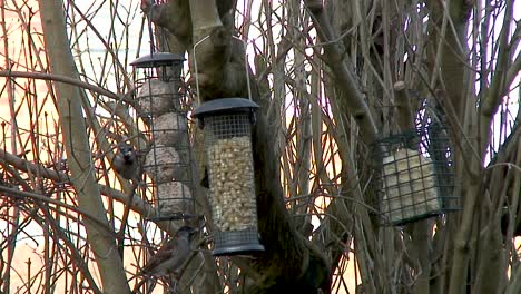 A-House-Sparrow-feeding-on-fat-balls-hanging-in-a-lilac-tree-in-a-bird-feeder