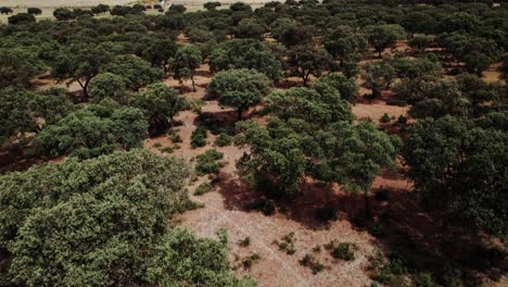 aerial view of a forest landscape