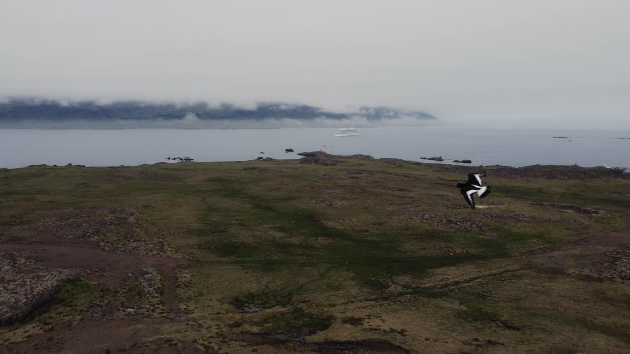 안개가 자욱한 피요르드를 배경으로 새들이 가까이 날아가는 동안 아이슬란드의 푸른 들판 위로 드론을 쏘아보세요