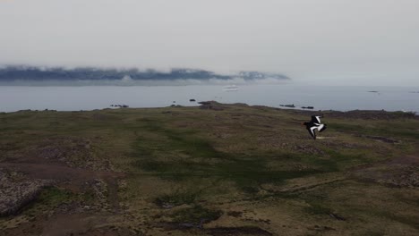 push in drone shot over a green field in iceland as birds fly close by, with foggy fjords in the background