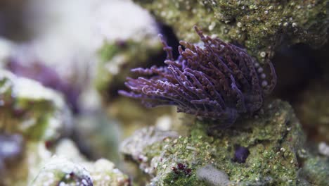 fotografía macro del coral de mar púrpura