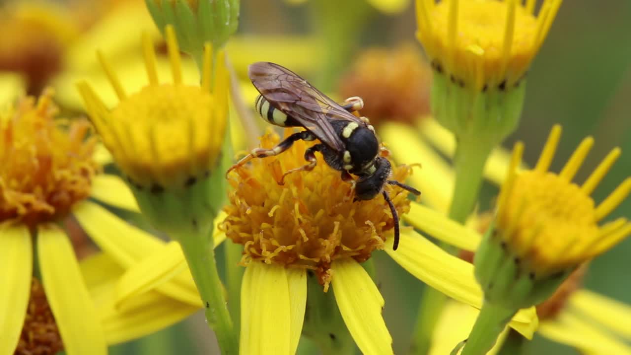 una avispa solitaria que se alimenta de una flor de ragwort a finales del verano