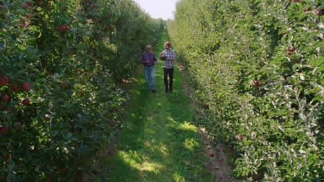 Cámara-Lenta-De-Agricultores-Analizando-Datos-De-La-Tableta-En-El-Huerto-De-Manzanas