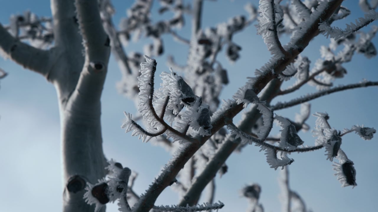 Frusna isiga trädgrenar mot blå himmel på vintern.