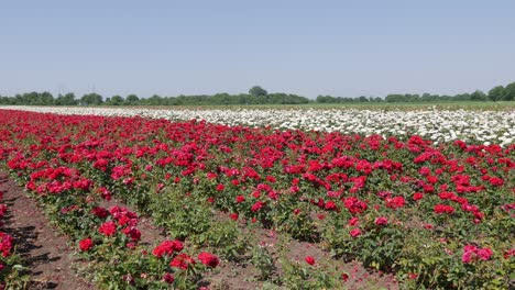 Breeding-farm-for-roses.-Breeding-roses