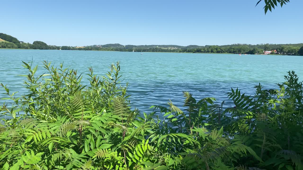 covid19 대유행 기간 동안 아름다운 여름날 호수 해변의 녹색 수초