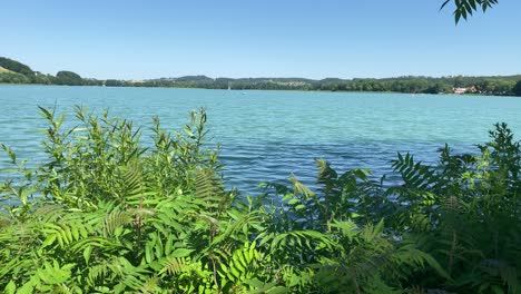 green water plants at seashore of lake during beautiful summer day during covid19 pandemic