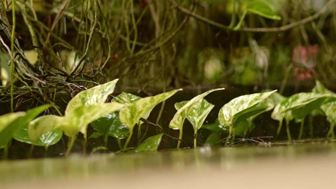 las fuertes gotas de lluvia que caen sobre la planta de la reina de la nieve epipremnum con hojas blancas y verdes, se acercan lentamente