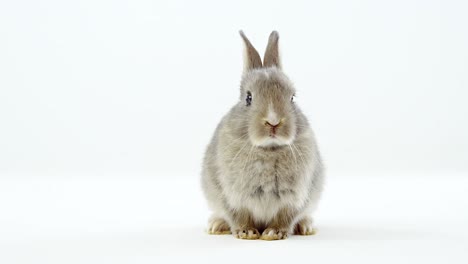 conejo de Pascua sobre fondo blanco