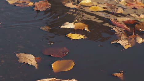 Leichter-Wind-Bläst-Trockene-Blätter-Und-Sie-Fallen-Auf-Regenwasser