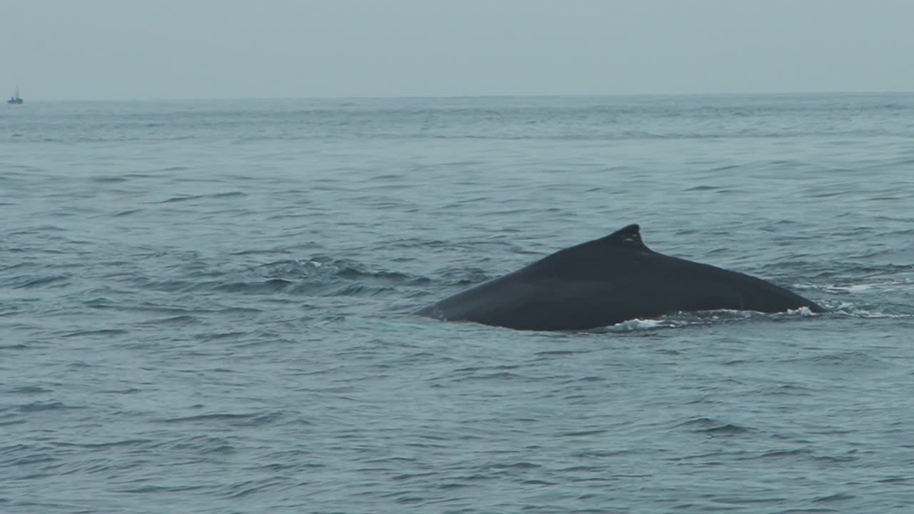 Humpback whale swimming in the ocean off the coast of Los Organos, Piura, Peru