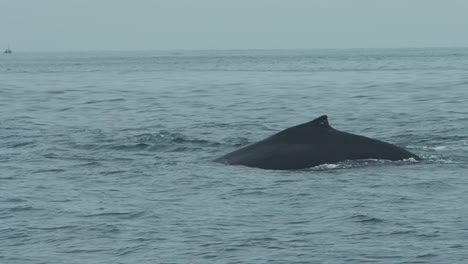 humpback whale swimming in the ocean off the coast of los organos, piura, peru