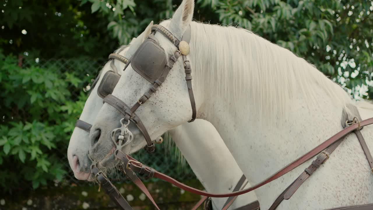 Two White Horses Wearing Blinders