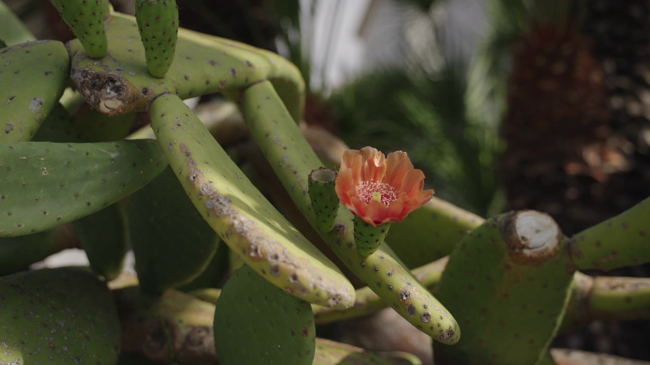 Fiore di fico d'India arancione che sboccia tra le pale verdi in un giardino mediterraneo, primo piano di un cactus Opuntia con una fioritura vivace e uno sfondo naturale.