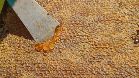 metal scraper moving through honeycomb with honey oozing out, slowmo