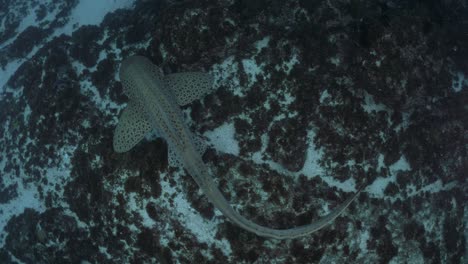 unique underwater view following a spotted shark as it swims over a rocky ocean tropical reef system