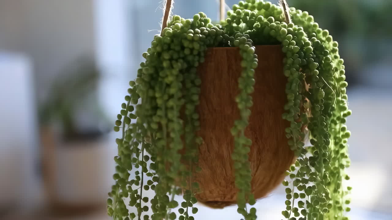 String of Pearls Plant in a Coconut Shell Hanging Planter