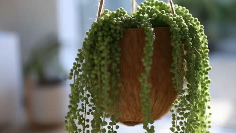 string of pearls plant in a coconut shell hanging planter