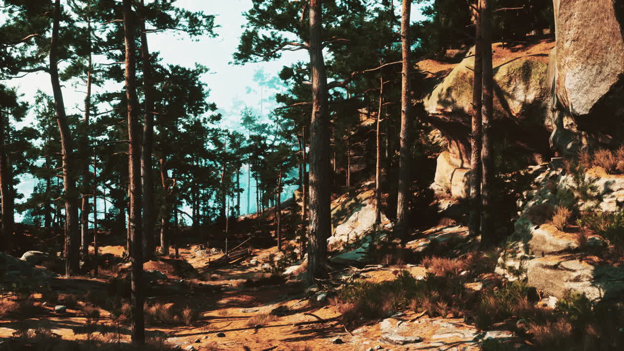 빛이 비치는 숲길