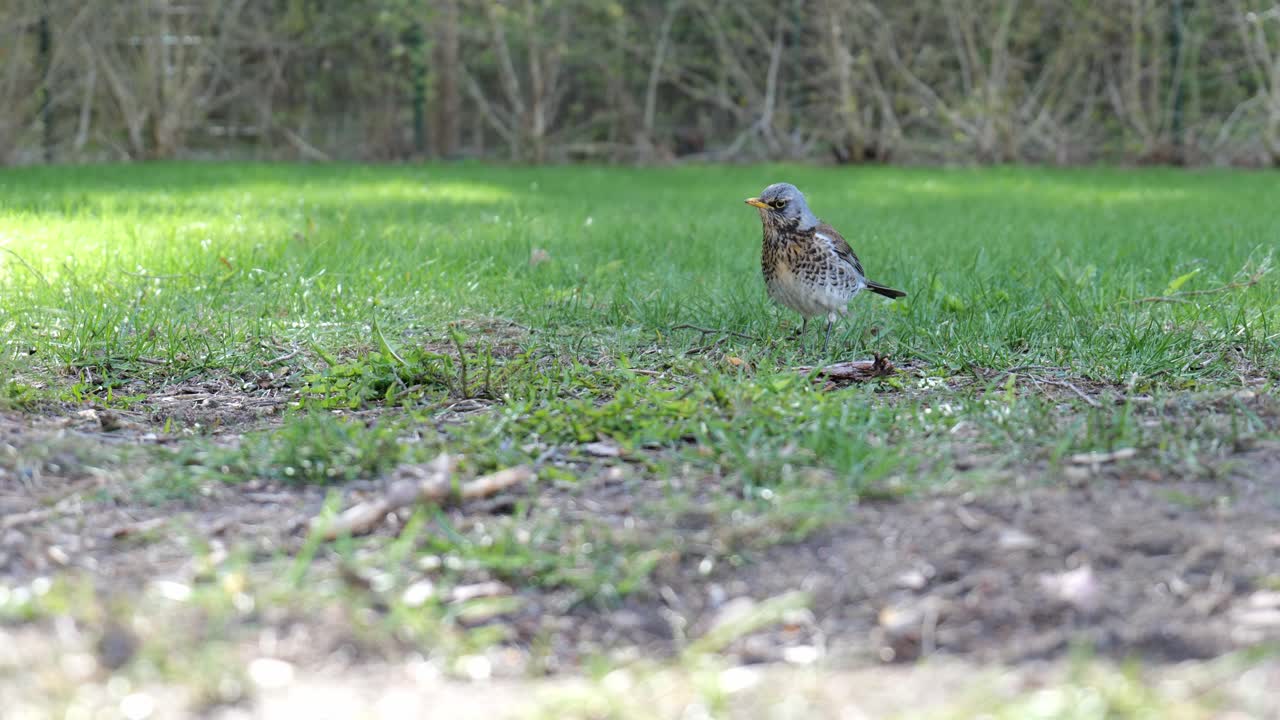Fieldfare bird searching for food on a grass field.