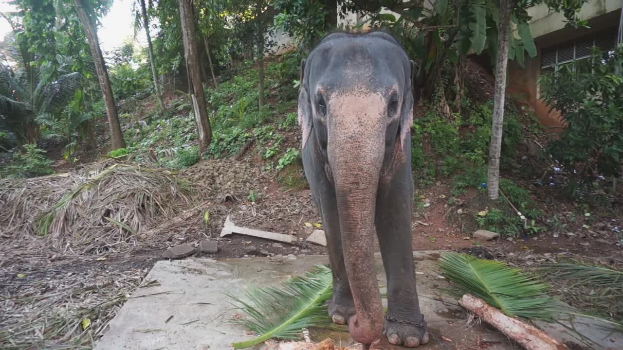 elefante del templo encadenado y de pie sobre una losa de piedra comiendo hojas