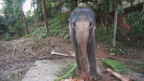 temple elephant chained and standing on a stone slab eating leaves