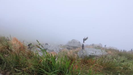 Papageitaucher-(Fratercula-Arctica),-Auf-Dem-Felsen-Auf-Der-Insel-Runde-(Norwegen).