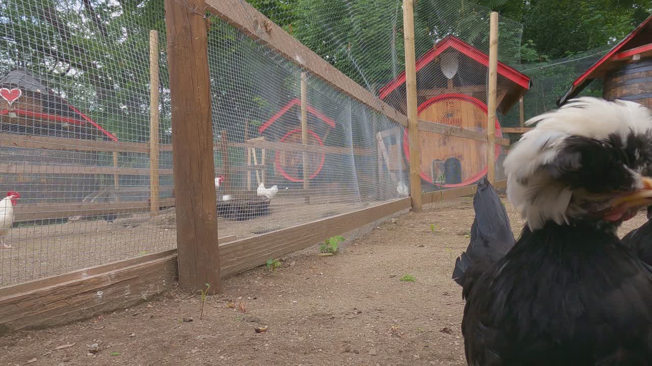 흰 술을 가진 재미있는 네덜란드 자그마한 검은 닭