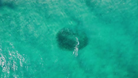 Aerial-of-bait-ball-or-school-of-fish-sheltering-in-shallow-clear-turquoise-waters-of-Western-Australia