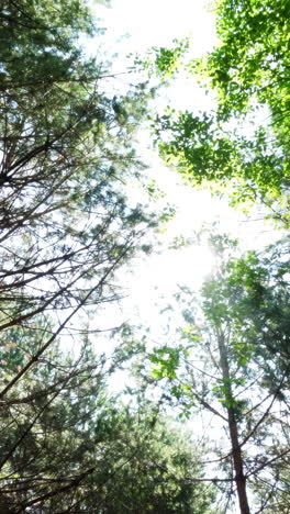 forest canopy sunlight