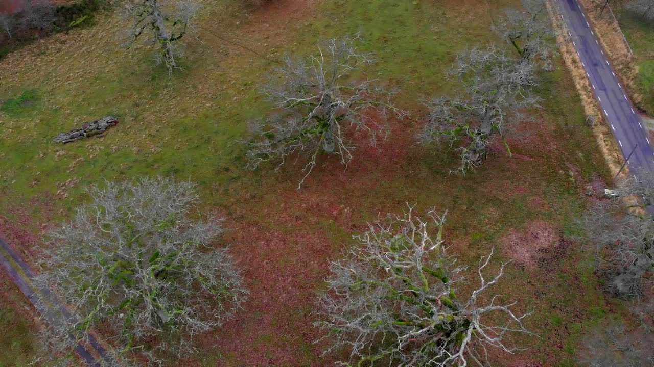 vuelo aéreo hacia atrás sobre el paisaje rural con viejos robles y carreteras