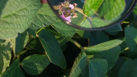 view of young soybean sprouts through a magnifying glass view of young soybean sprouts through a magnifying glass agronomic inspection beans