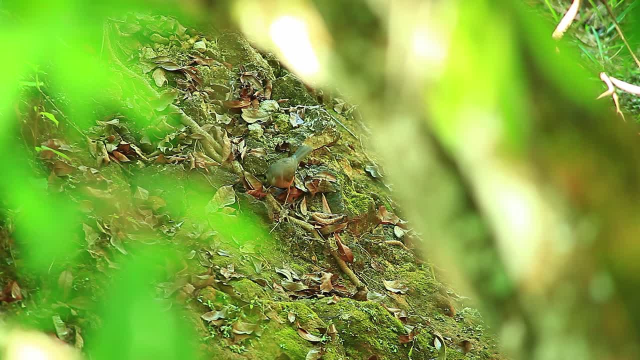 el pinzón africano tiro ancho, recogiendo alrededor en el suelo, el pinzón de pico azul, el pinzón estrildido pájaro cantante, tiro cinematográfico soleado, primer plano borroso, composición central, teleobjetivo, zoom, telelens