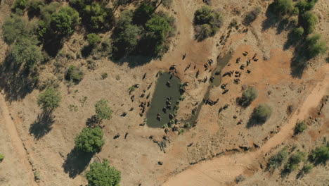 elephants at a waterhole in the african savanna