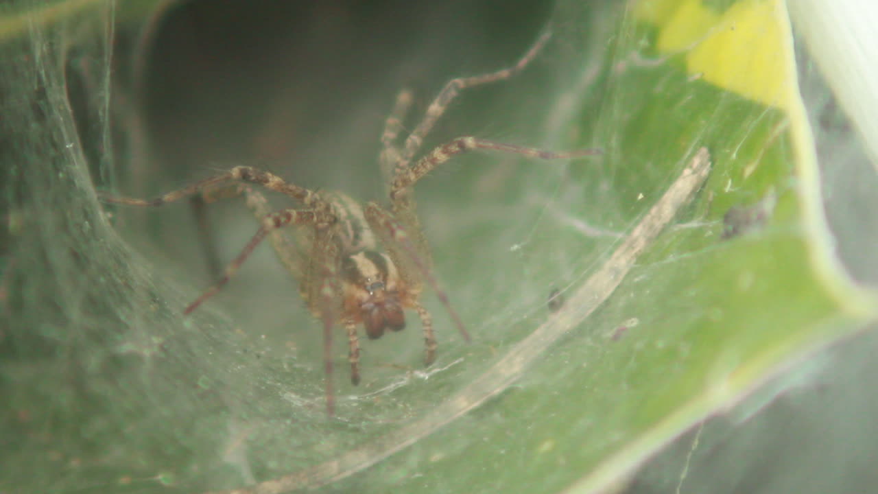 крупный план большого паука, сидящего в паутине