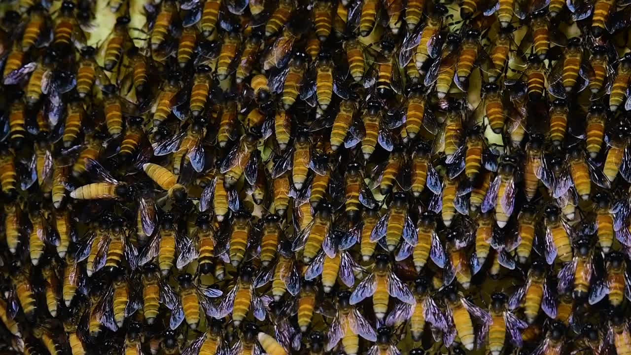 se sabe que las abejas melíferas gigantes construyen grandes colonias de nidos con bolsillos simétricos hechos de cera para almacenar miel como fuente de alimento.