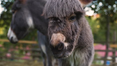 a cute little newborn miniature mediterranean donkey with a fringe and large eyes looking into the camera and observing its surroundings, its mother standing behind, watching over, close up 4k shot