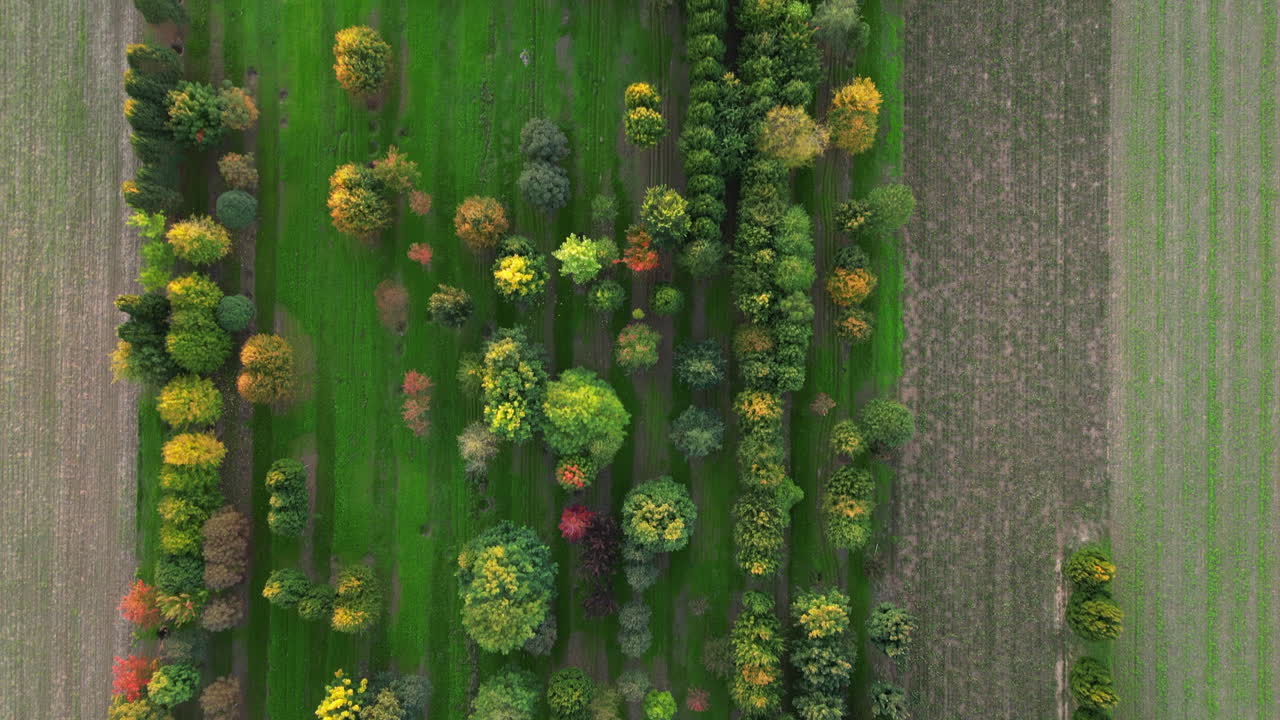 вид с воздуха на небольшую рощу в