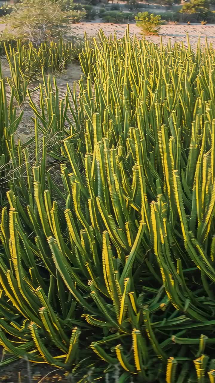 Vertical video: Pulling back camera showing dense cactus stems in desert with sand and small shrub