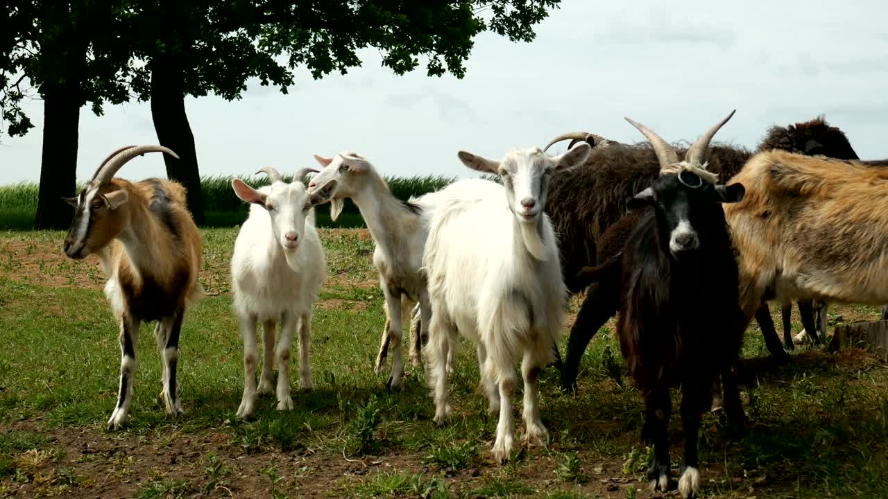 Cabra engraçada na fazenda. Rebanho de cabras em pastagem natural. Vida selvagem e ecologia.