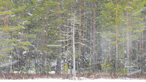 time lapse of lonely deadwood standing in a snowstorm with evergreen boreal forest in the background