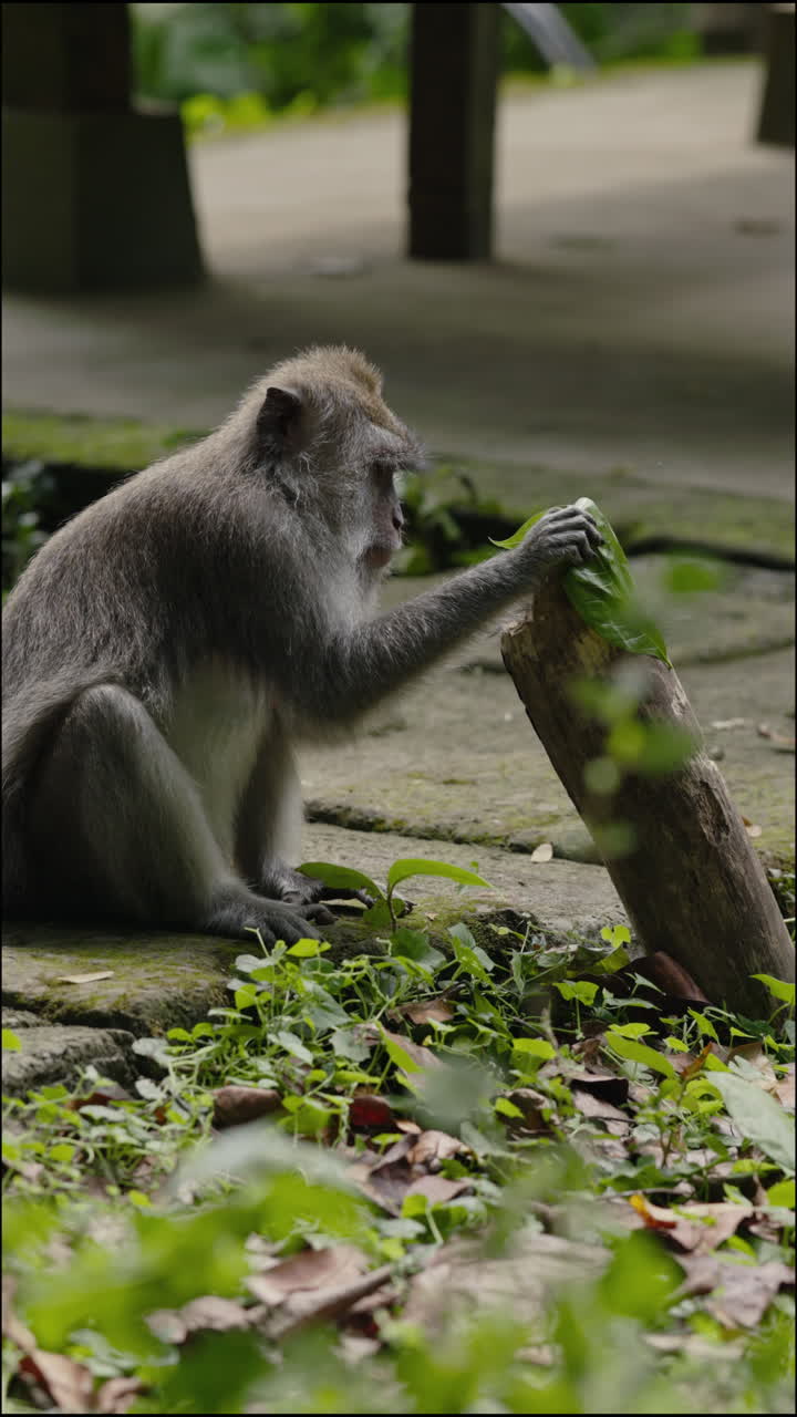 Monkey eating leaves