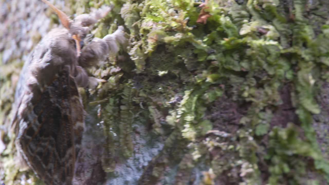 울퉁불퉁한 아마존 나무 표면에 있는 초목에 달라붙는 회색 털이 많은 나방 - 팬 동작