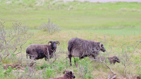 Hebridean-sheep,-adult,-grazing-coastal-grassland,-reserve-habitat-management,-Gibraltar-Point-N