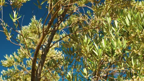 close-up shot of olive branches on a windy day in new zealand