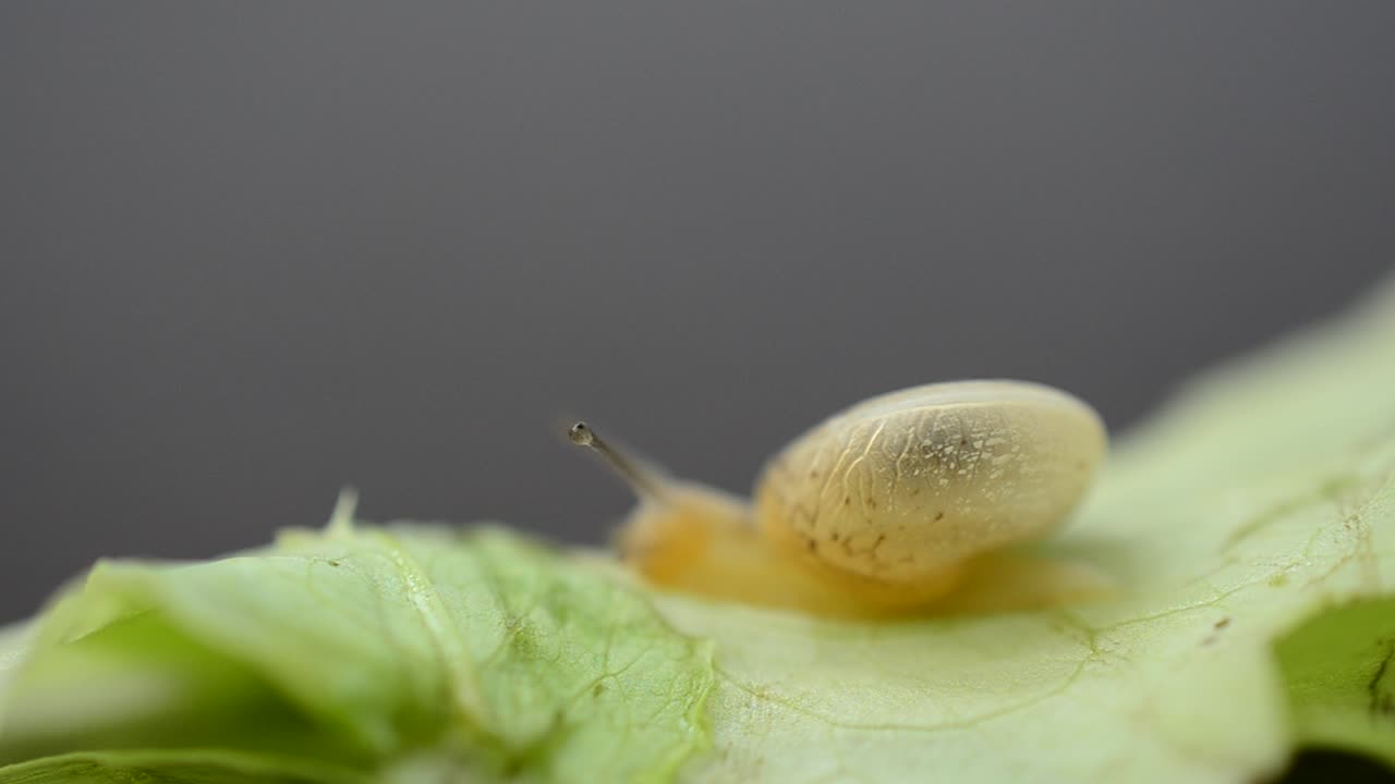The snail moves on lettuce leaves. Table, lettuce leaves and snail